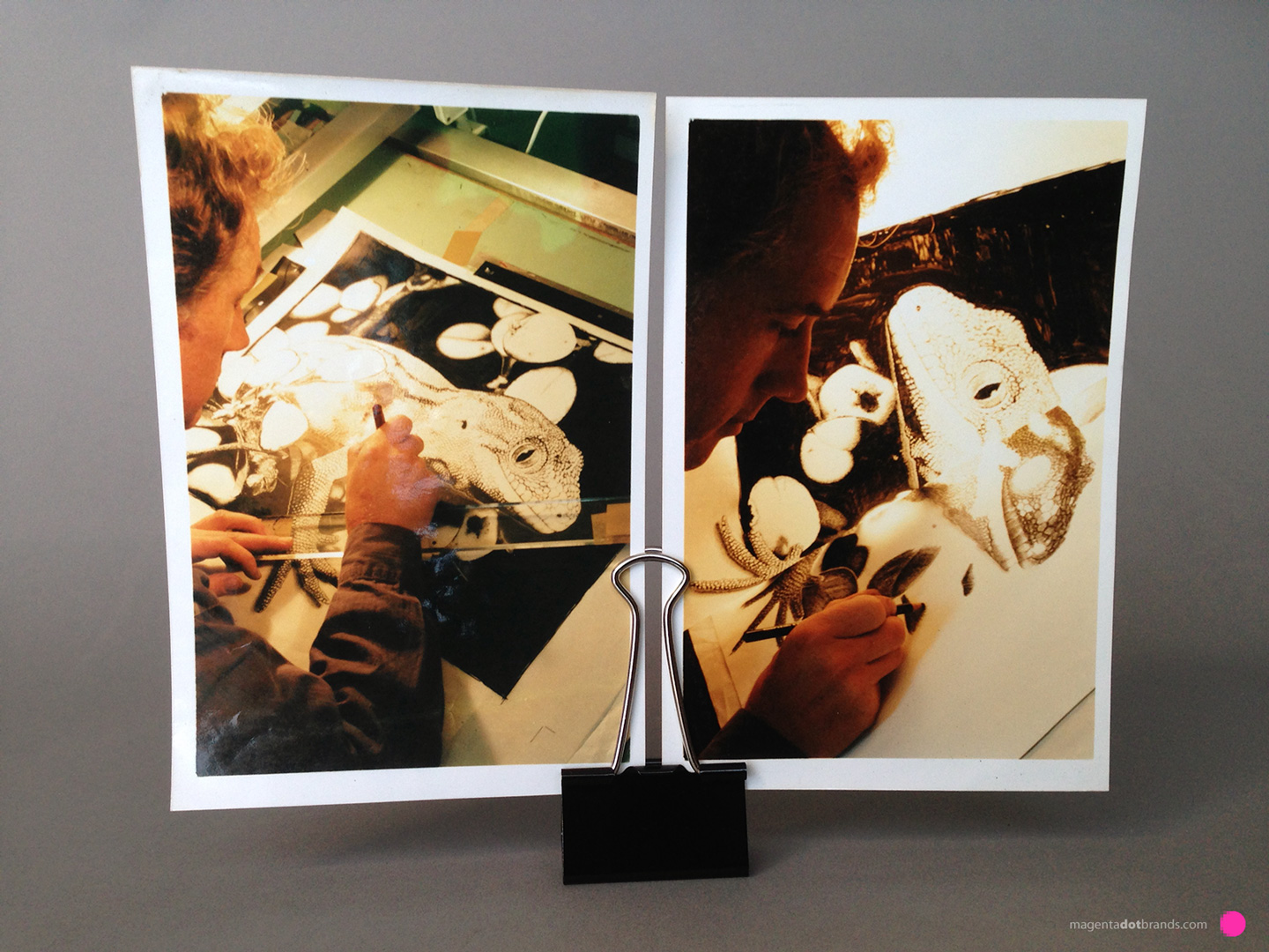 Art for reproduction. Shaun Waugh at the drawing board uses a 0.35mm Rotring technical pen to illustrate the Jewelled Gecko (Naultinus Gemmeus) in a pointillist illustration style onto a dimensionally stable sheet of translucent mylar substrate. Right photo: Shaun charcoal drawing on coquille board the dark green colour-separated layer of the Jewelled Gecko ten colour art.