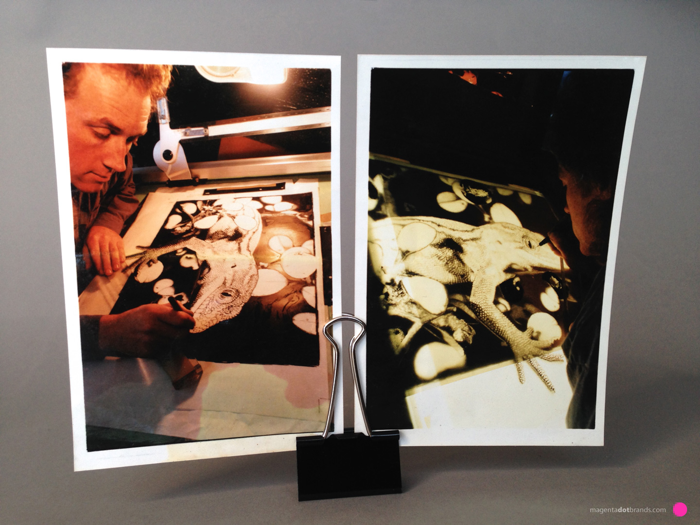 Art for reproduction. Shaun Waugh at the drawing board uses a 0.35mm Rotring technical pen to illustrate the Jewelled Gecko (Naultinus Gemmeus) in a pointillist illustration style onto a dimensionally stable sheet of translucent mylar substrate. The original illustration is rendered in landscape orientation at an enlarged size, 600 x 450mm.