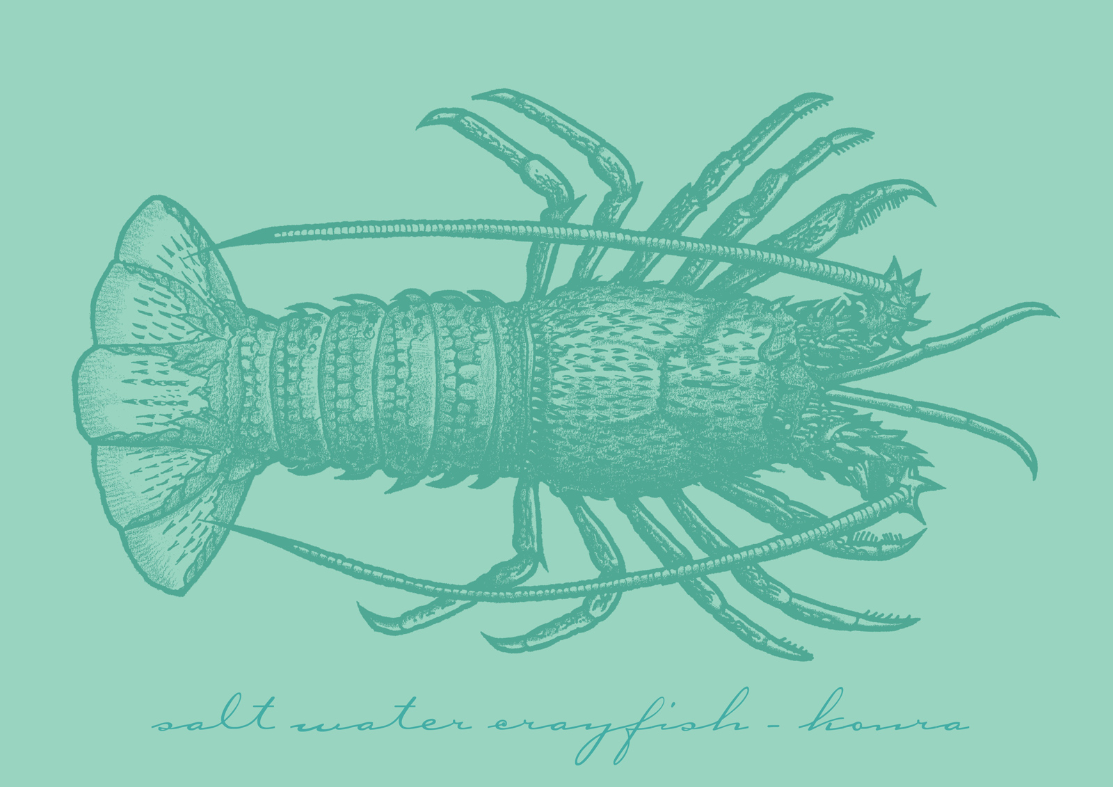 Saltwater crayfish - koura. Charcoal and ink on coquille board drawing.