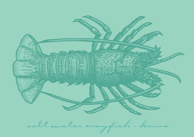 Saltwater crayfish - koura. Charcoal and ink on coquille board drawing.