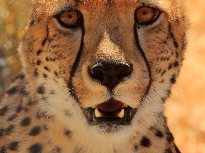 Wildlife Photo portrait of a Cheetah at Orana Wildlife Park