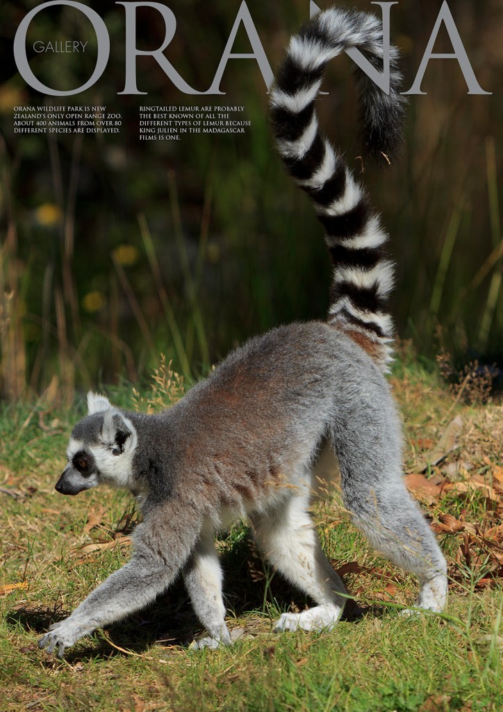 Wildlife Photo portrait of a Lemur at Orana Wildlife Park