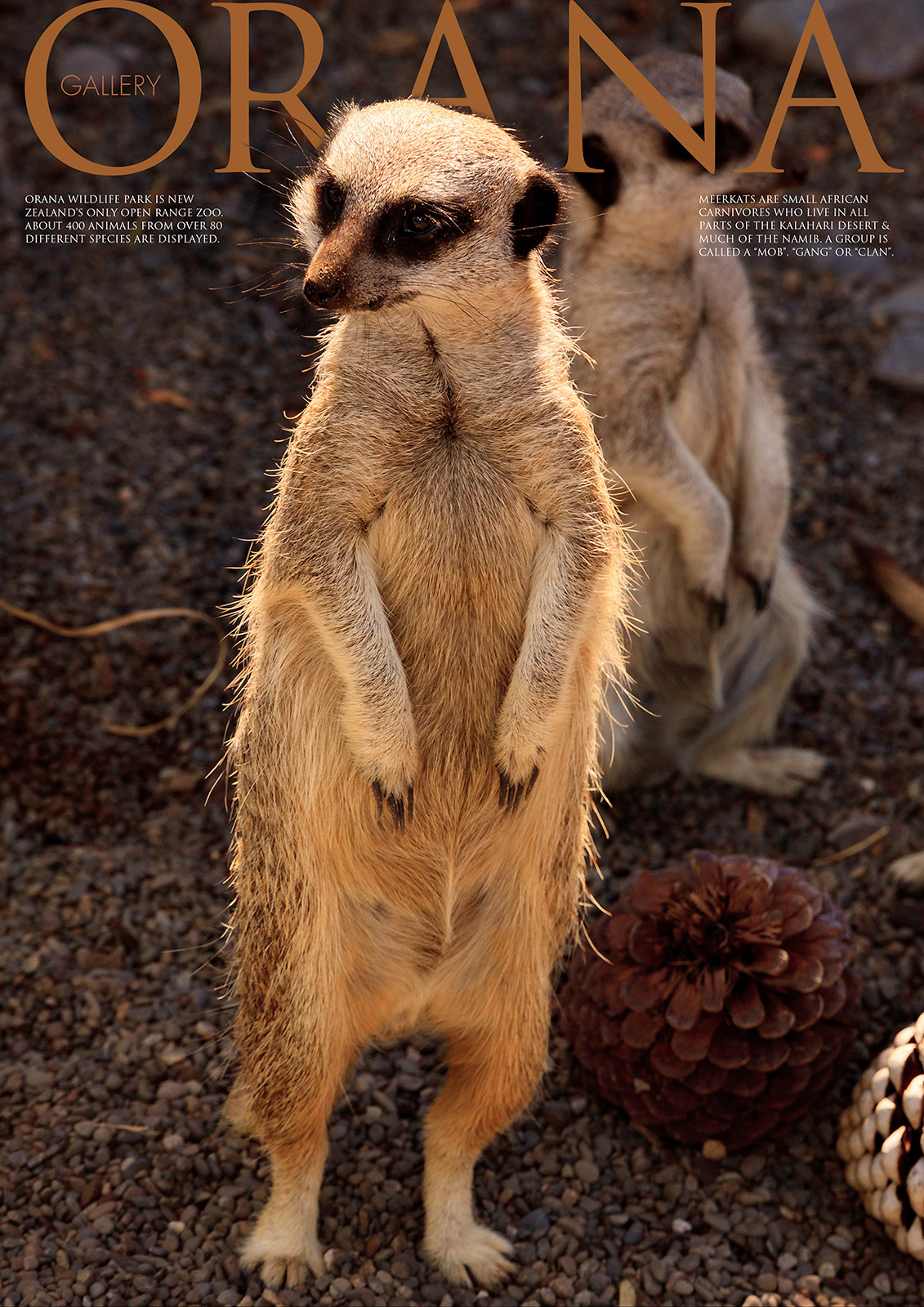 Wildlife Photo portrait of a pair of Meerkats at Orana Wildlife Park