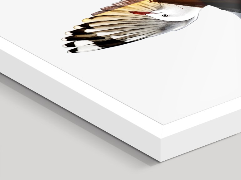 Detailed view of surface active art print box framing of red-billed-gull art print, with image laminated, no glass or matt,