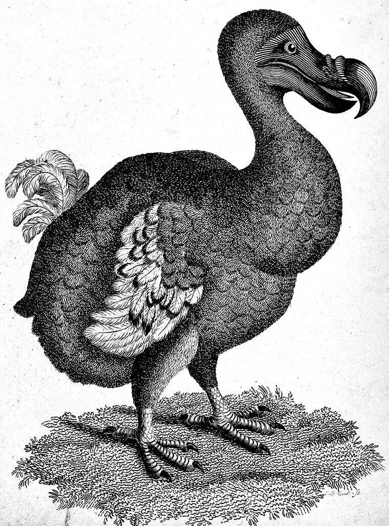 A dodo, rendererd in old-time scientific illustration style. This flightless bird, native to Mauritius, is now extinct.