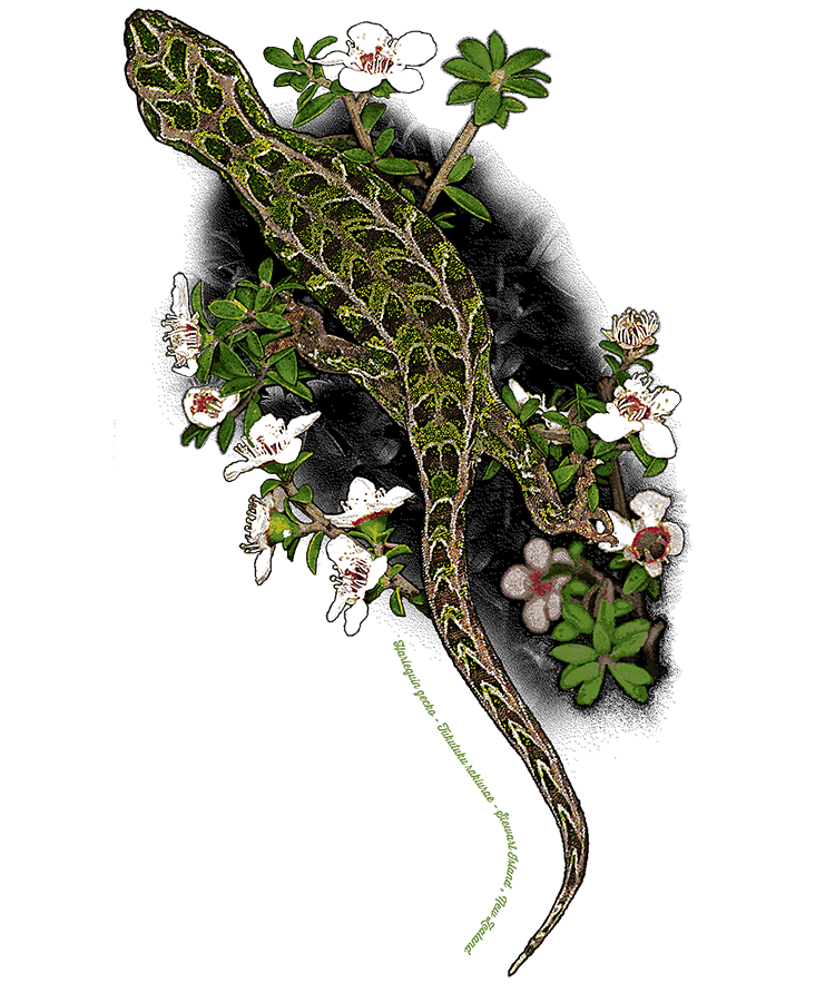 Artwork of a Harlequin Gecko with its distinctive harlequin pattern of contrasting elongated diamonds, designed for placement on t-shirts.